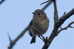 Ruby Crowned Kinglet