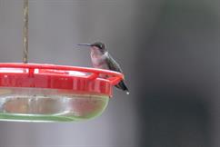 Ruby Throated Hummingbird