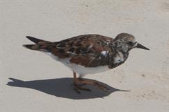 Ruddy Turnstone