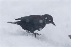 Rusty Blackbird