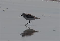 Sanderling