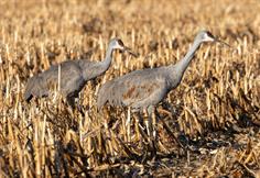 Sandhill Crane