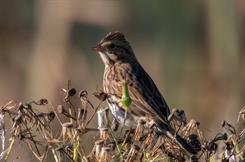 Savannah Sparrow