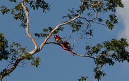 Scarlet Macaw