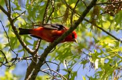 Scarlet Tanager