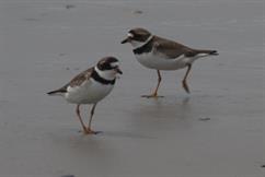 Semipalmated Plover