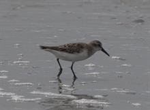 Semipalmated Sandpiper