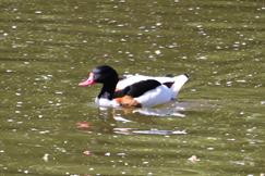 Shelduck