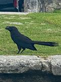 Smooth-Billed Ani