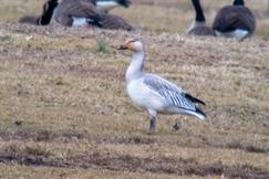 Snow Goose