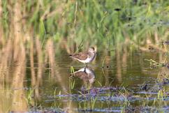 Solitary Sandpiper