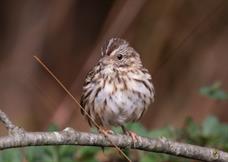 Song Sparrow