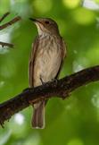 Spotted Flycatcher