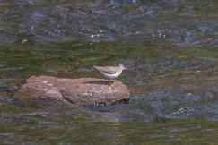 Spotted Sandpiper