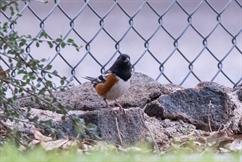 Spotted Towhee