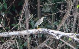 Striated Heron