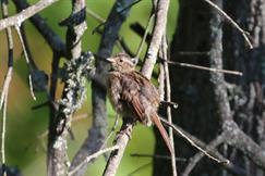 Swamp Sparrow