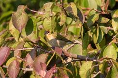 Tennessee Warbler