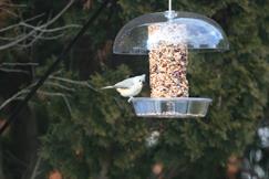 Tufted Titmouse