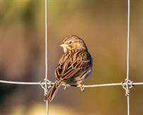 Vesper Sparrow