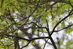 Warbling Vireo