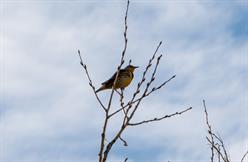 Western Meadowlark