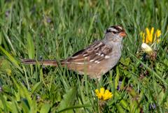 White Crowned Sparrow