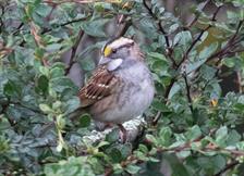 White Throated Sparrow