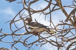 White Winged Dove