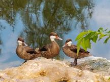 White-Cheeked Pintail