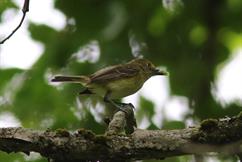 White-Eyed Vireo