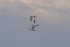 White-Tailed Tropicbird