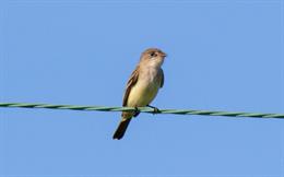 Willow Flycatcher