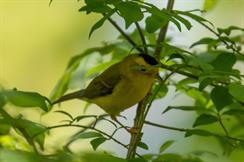 Wilsons Warbler