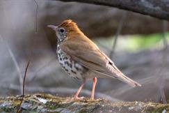 Wood Thrush