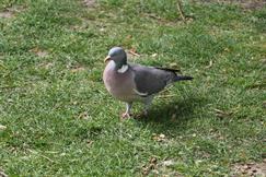 Woodpigeon