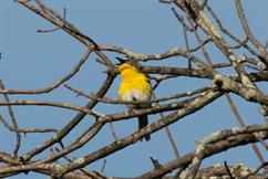 Yellow Breasted Chat