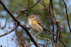 Yellow Rumped Warbler