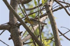 Yellow Throated Vireo