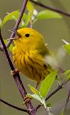 Yellow Warbler