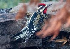 Yellow-Bellied Sapsucker