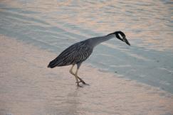 Yellow-Crowned Night Heron