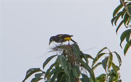 Yellow-Rumped Cacique